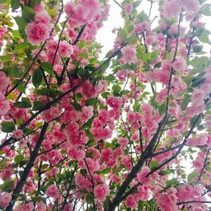 Meet your Posher, Ally